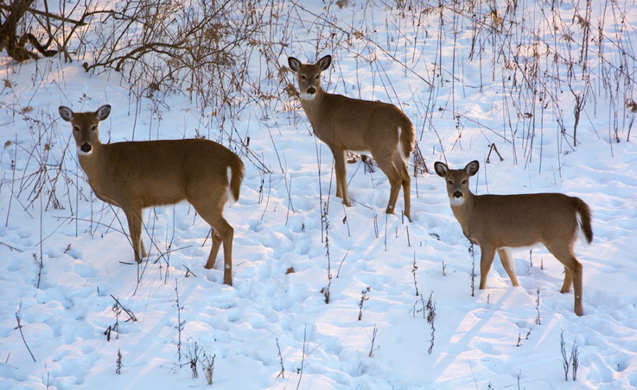 3 of the 10 deer in our backyard