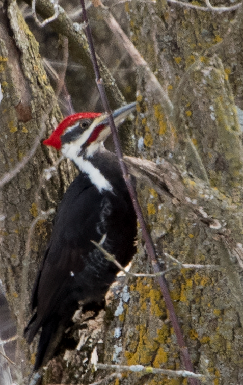 Pileated Woodpecker