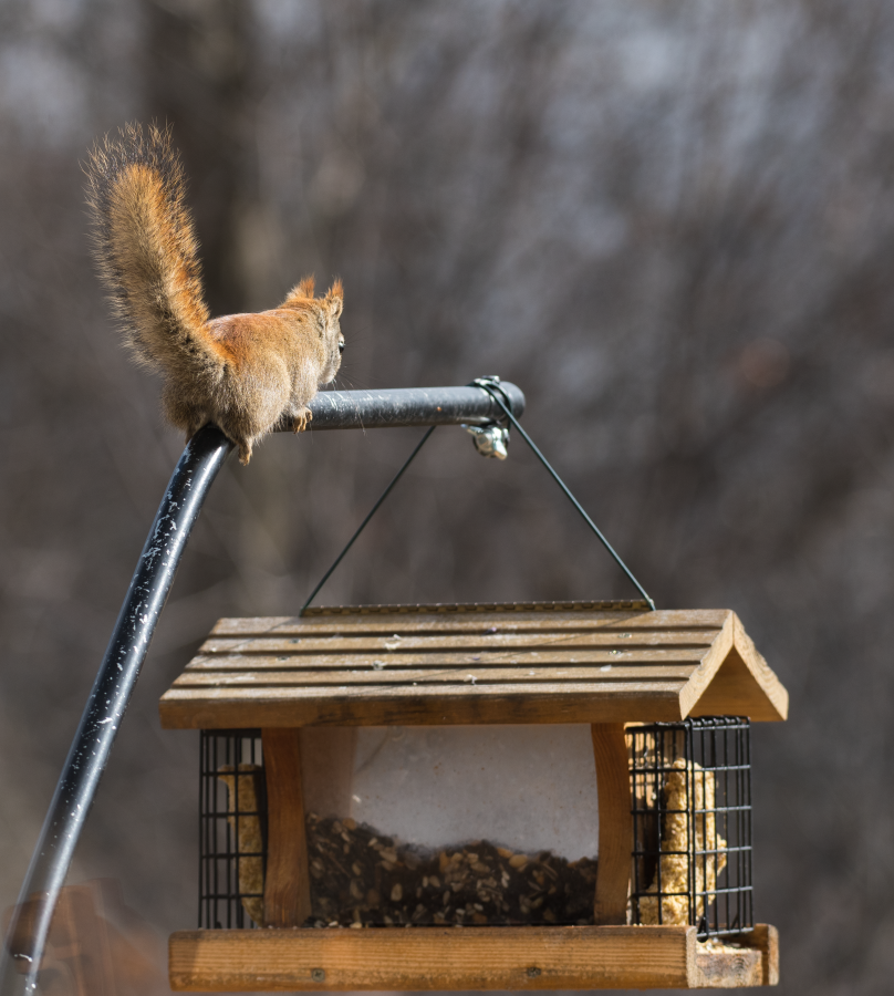 Our seed thief