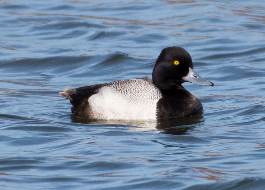 Greater Scaup