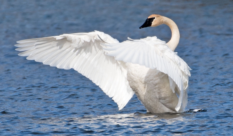 Trumpeter Swan