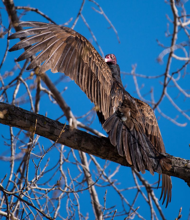 Dad's favorite bird...Yuck!