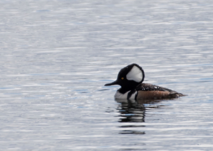 Hooded Merganser