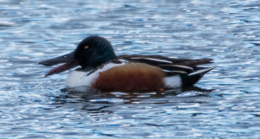 Northern Shoveler