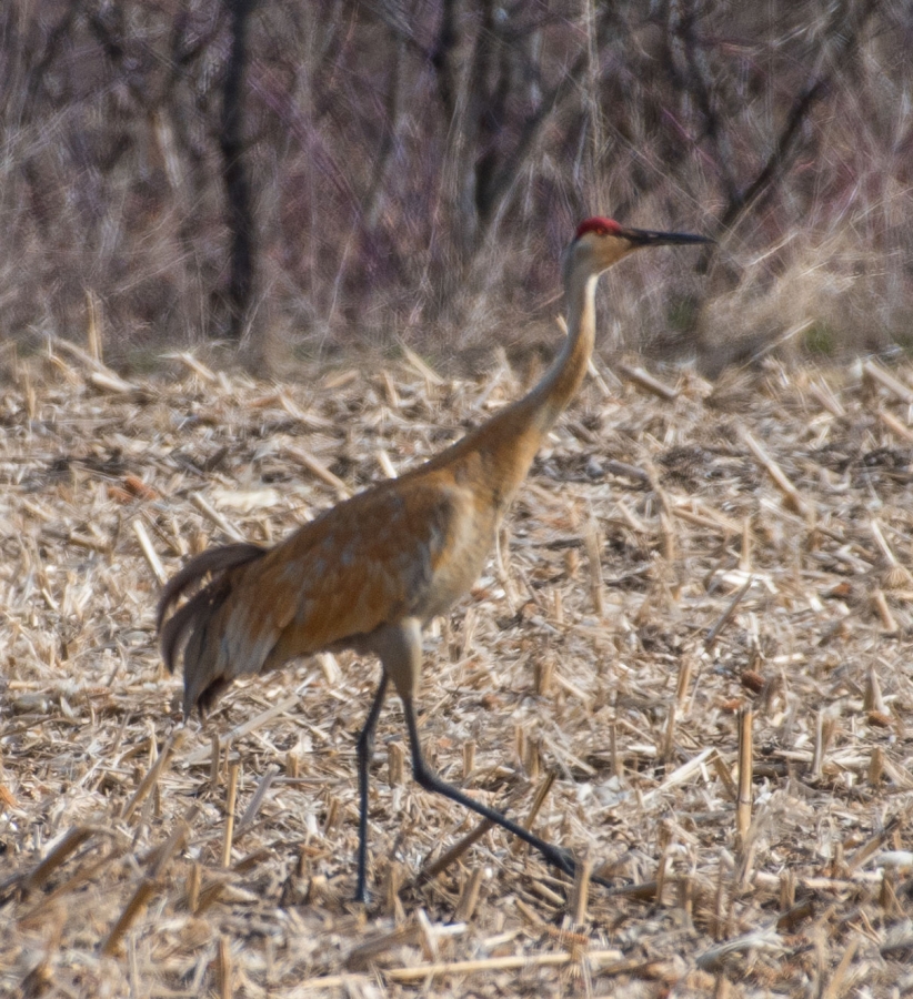 Sandhill Crane