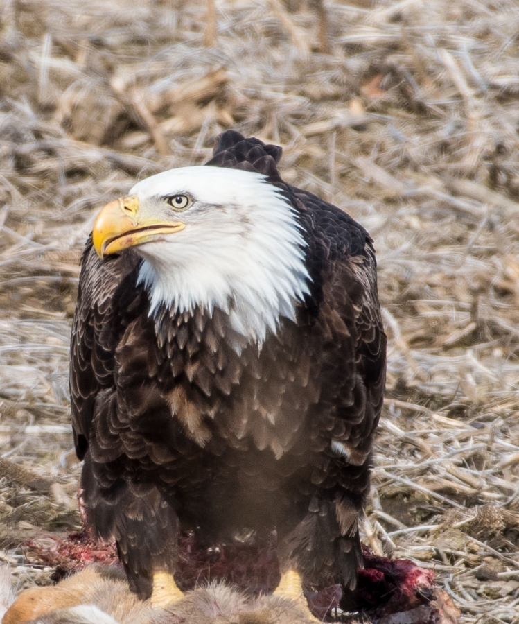 Bald Eagle