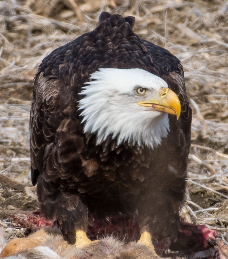Bald Eagle