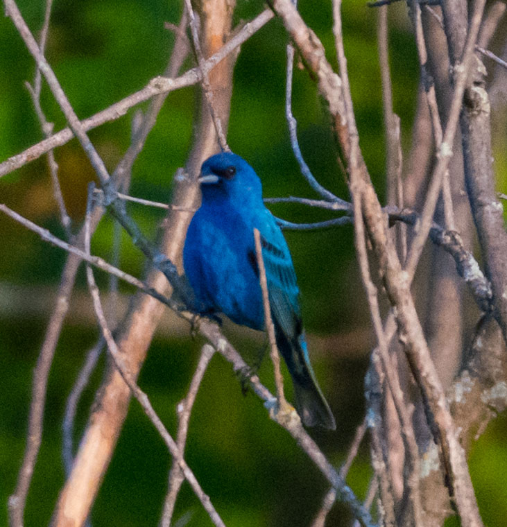 Indigo Bunting