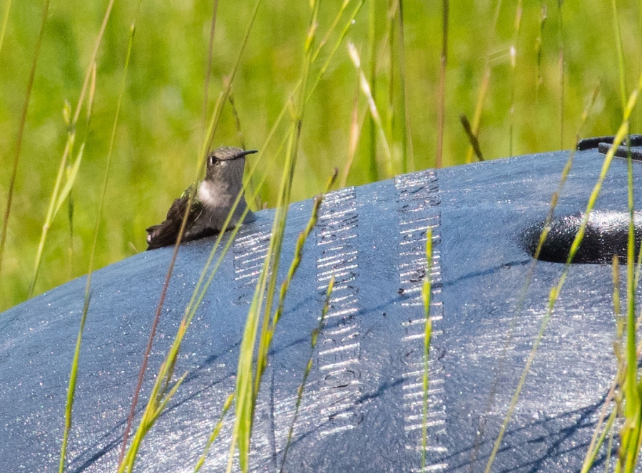 Sunning herself on the fuel tank lid