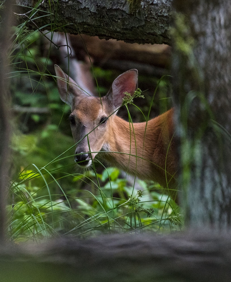 I See You