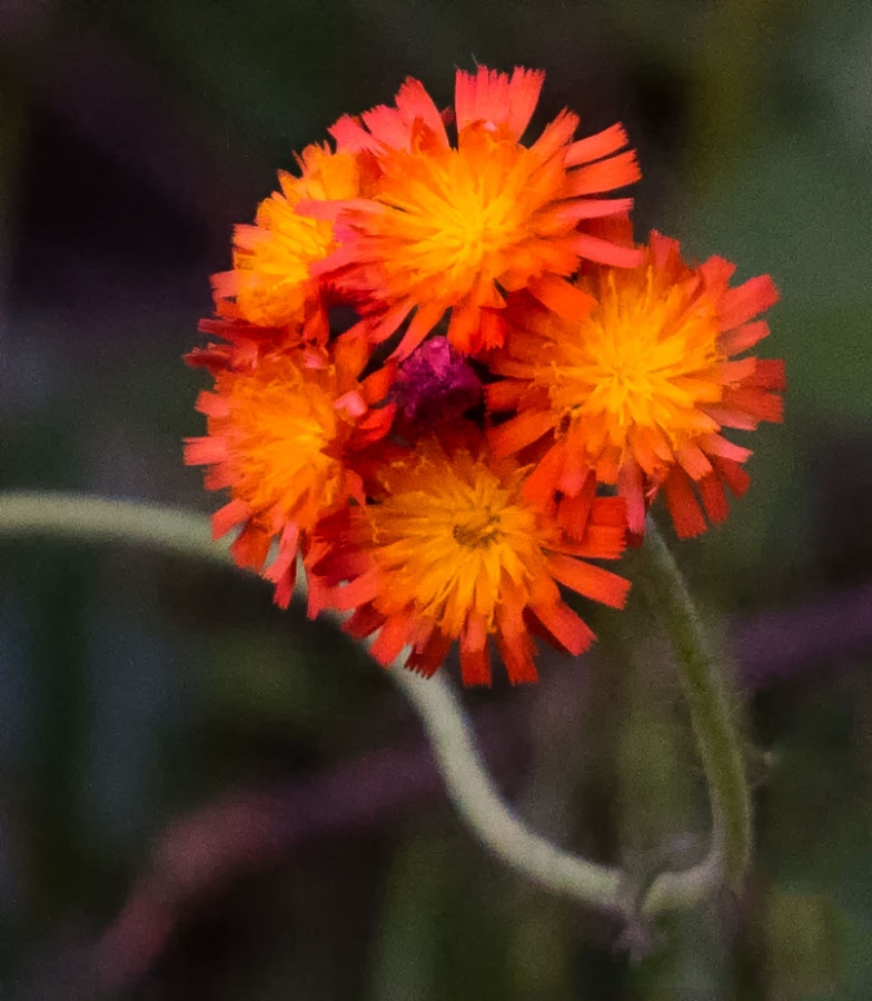 Some sort of flower