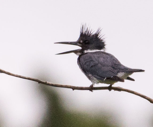 Bad Hair Day