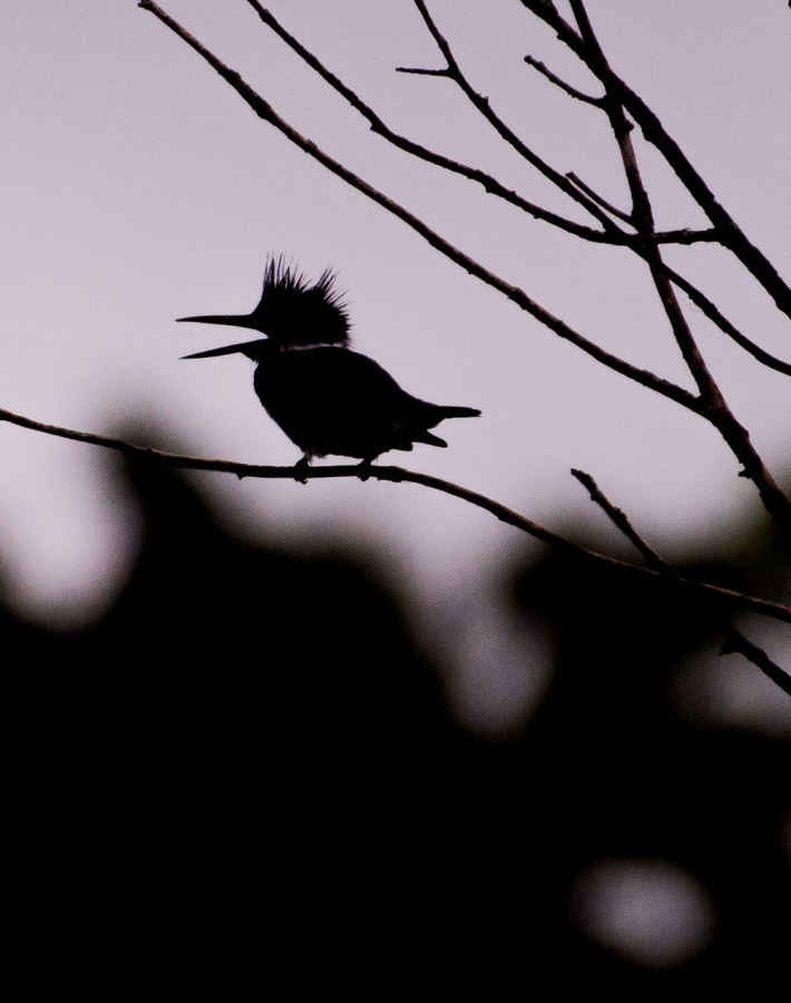 Bad hair day as shot (silhouette) before I lightened it.