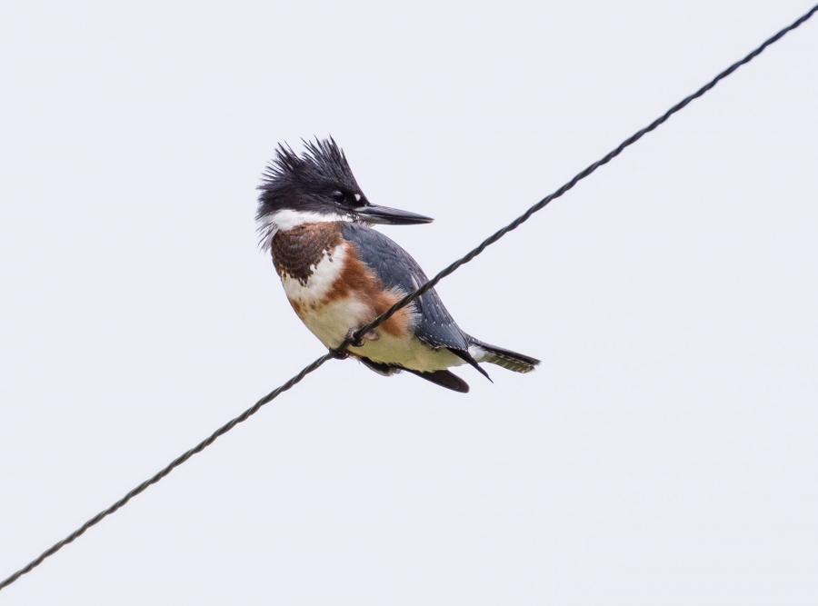 Belted Kingfisher