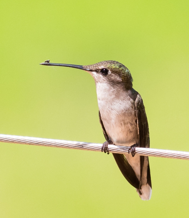 Can someone get that bug off my beak?