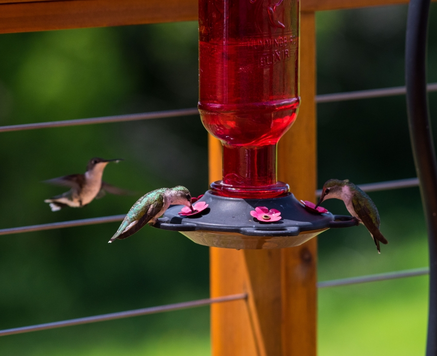 Here are 3 visitors. We had 5 at one point.