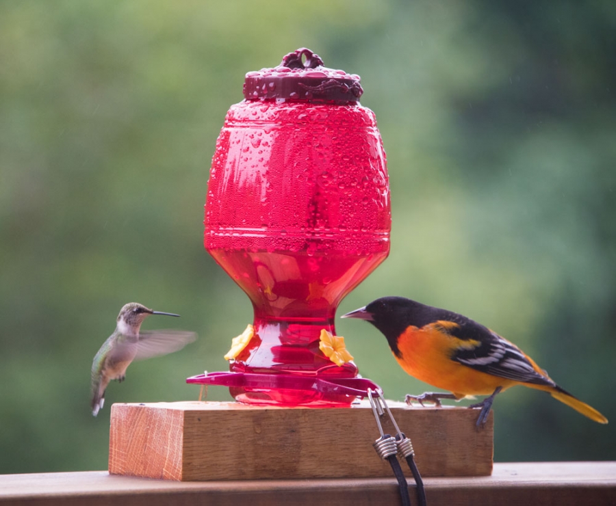 It's my feeder
