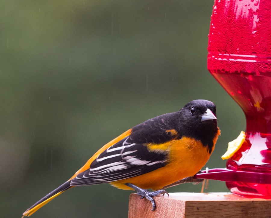 Baltimore Oriole