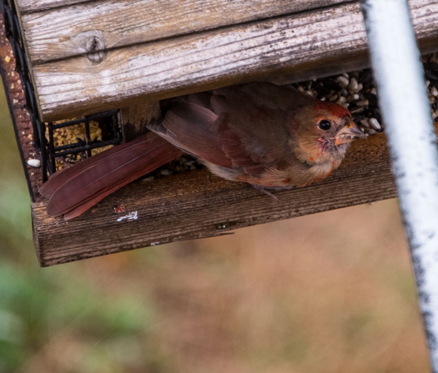 Immature Cardinal
