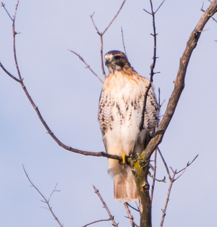 Red-tailed Hawk