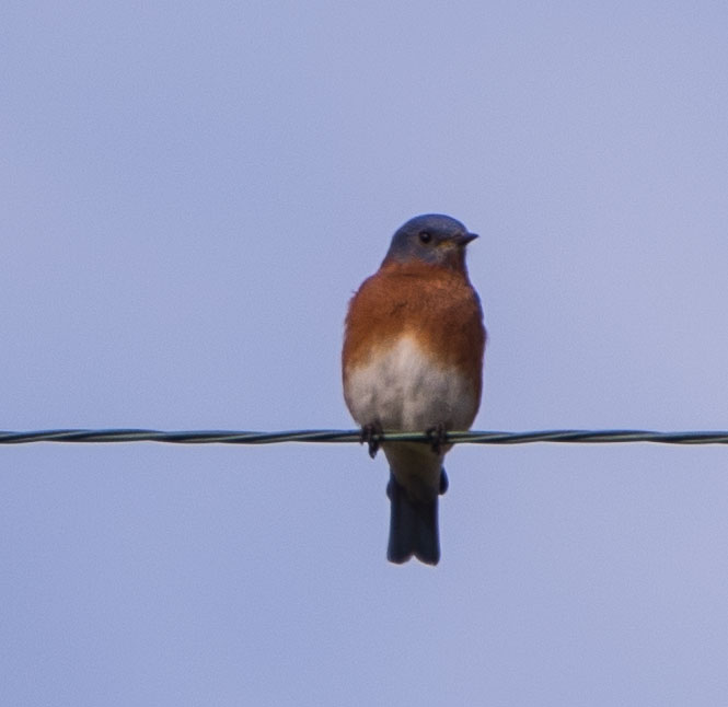 Eastern Bluebird