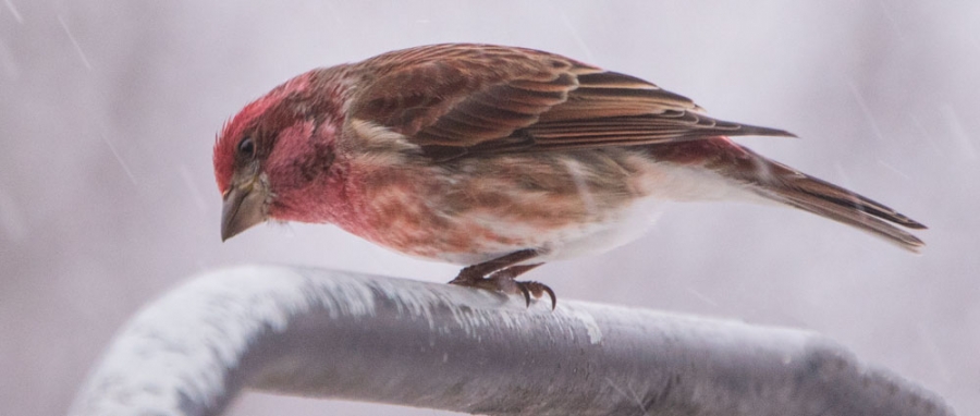 Purple Finch