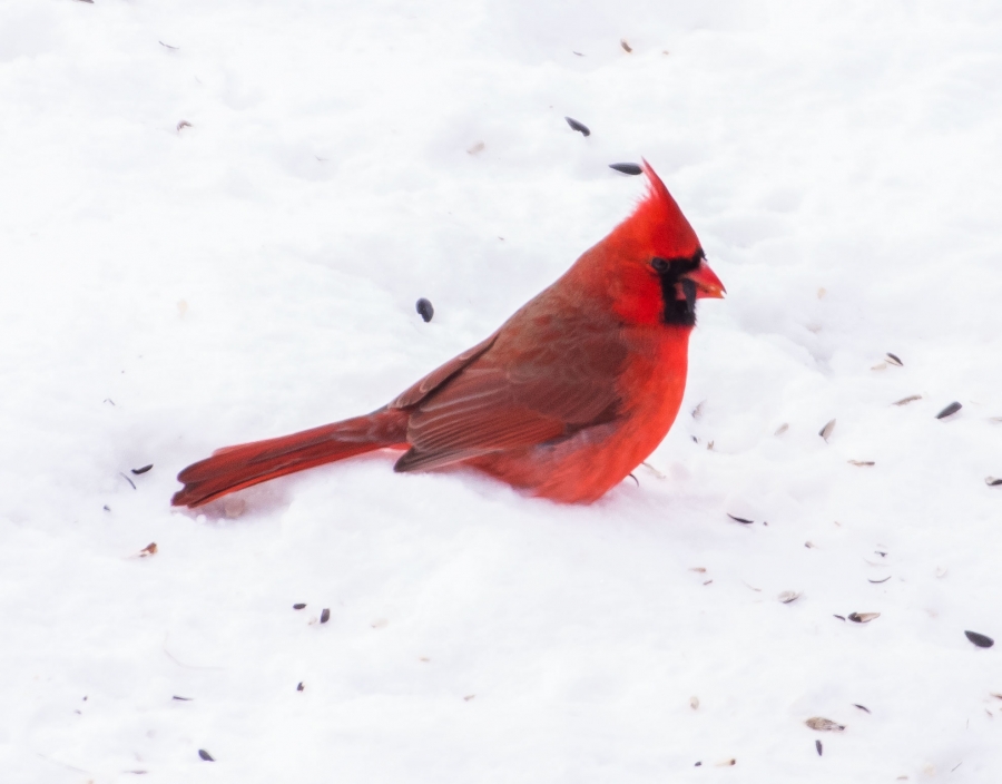 Cardinal eating seeds