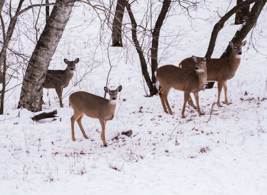 Some of our deer