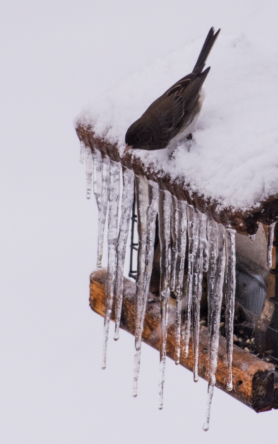 Ice storm 2017