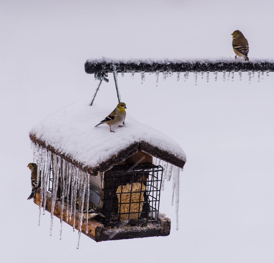 Goldfinches not enjoying the ice