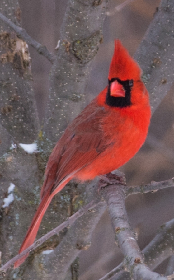 Northern Cardinal