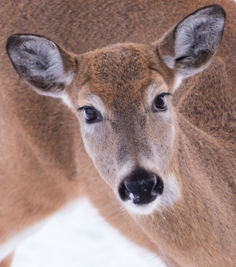 Close-up