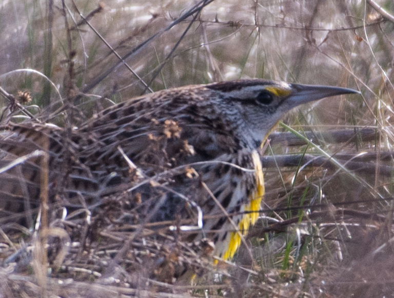 Eastern Meadowlark