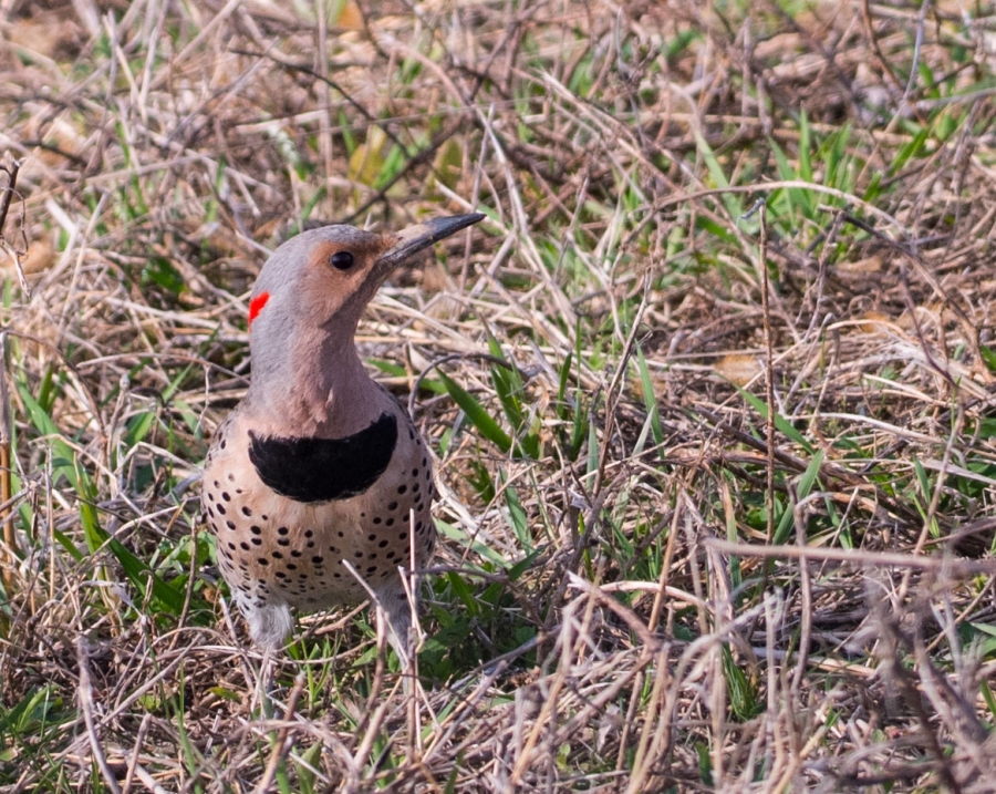 Northern Flicker