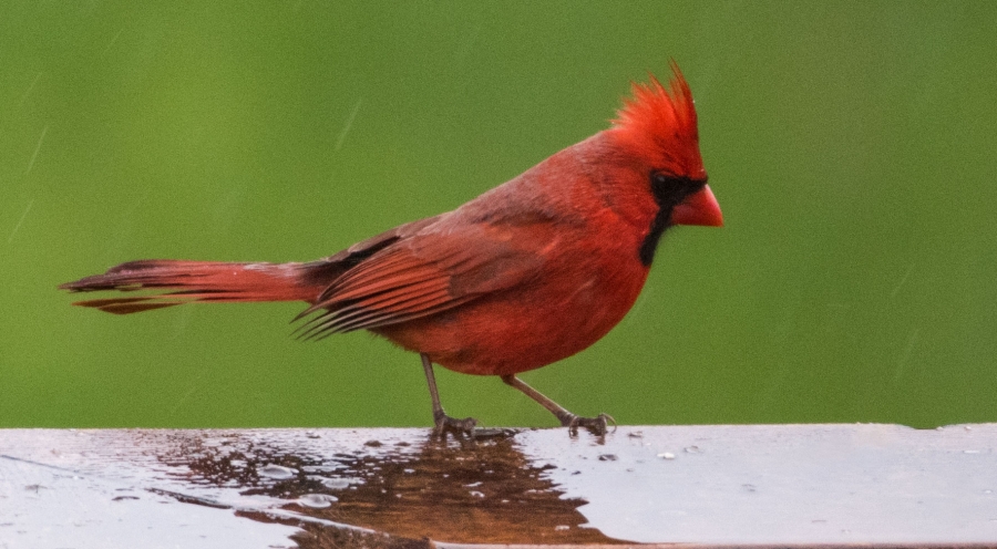 Shades of Red