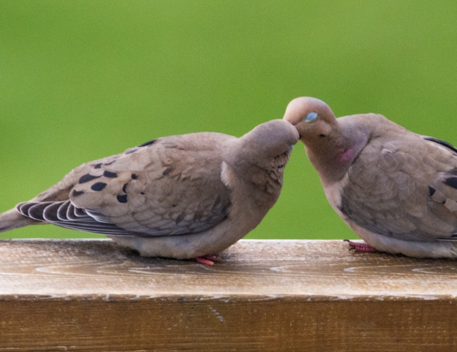 Lovebirds