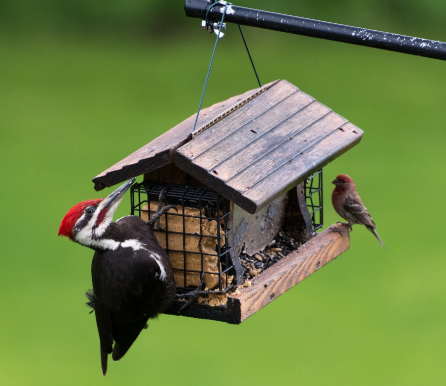 Pileated Woodpecker vs. House Finch