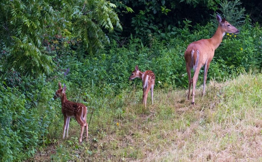 Our deer family