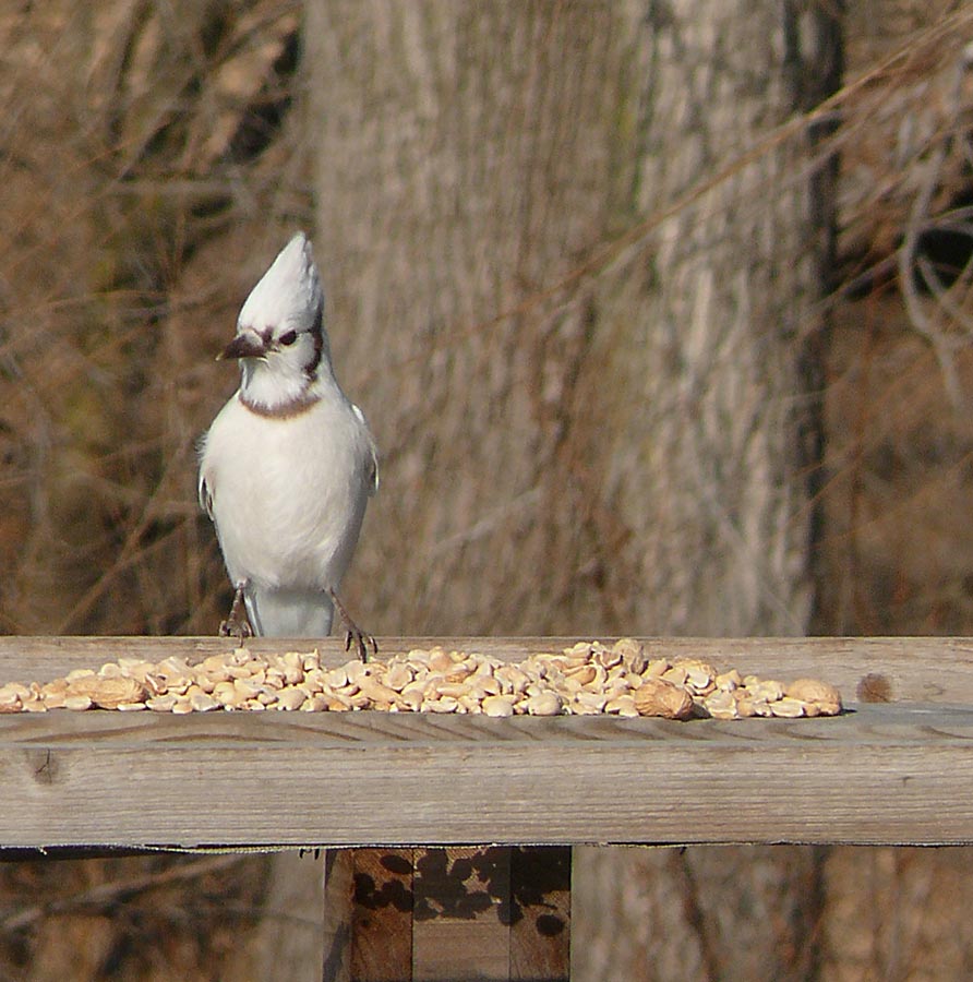 albino blue jay