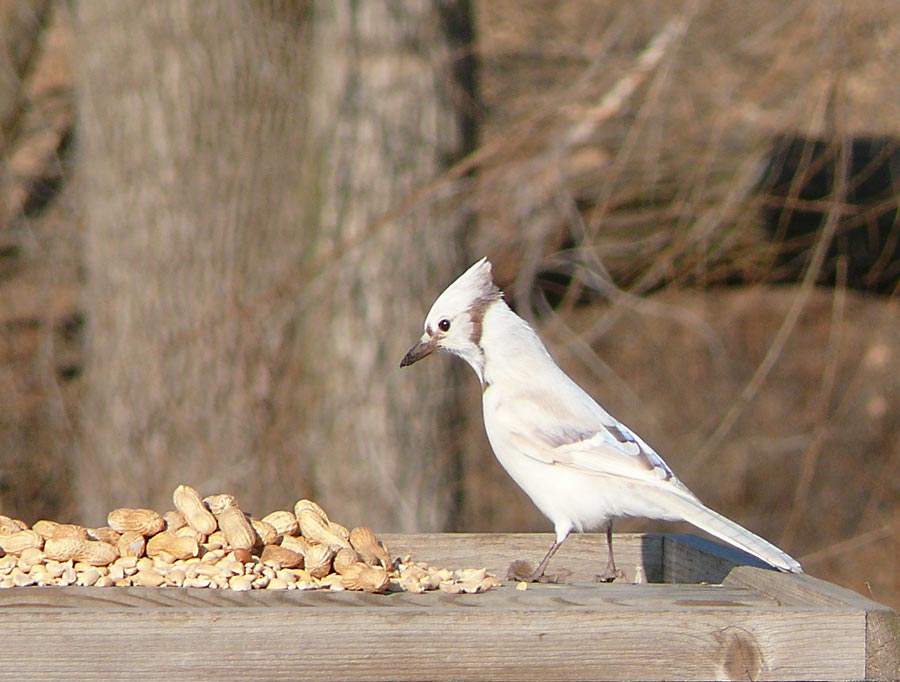 Leucistic Blue Jay