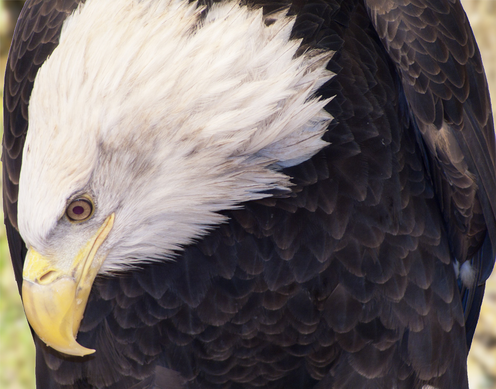 Immature Bald Eagle