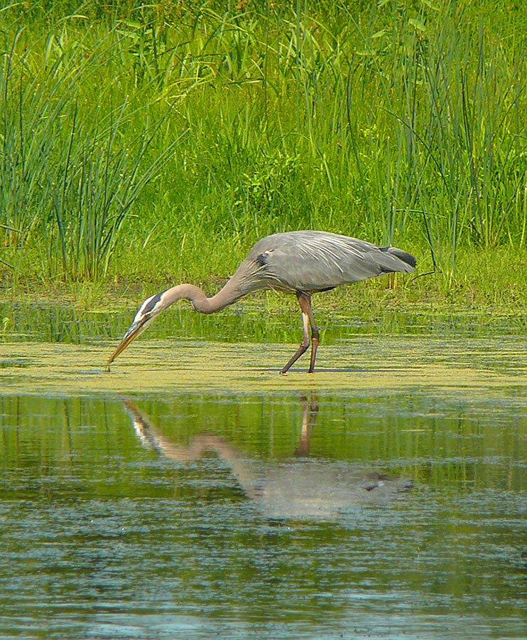 blue heron
