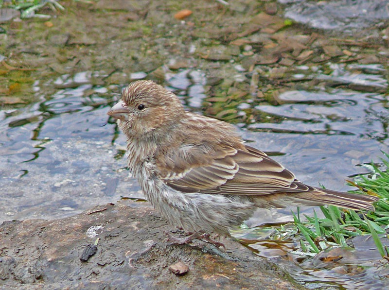 bird