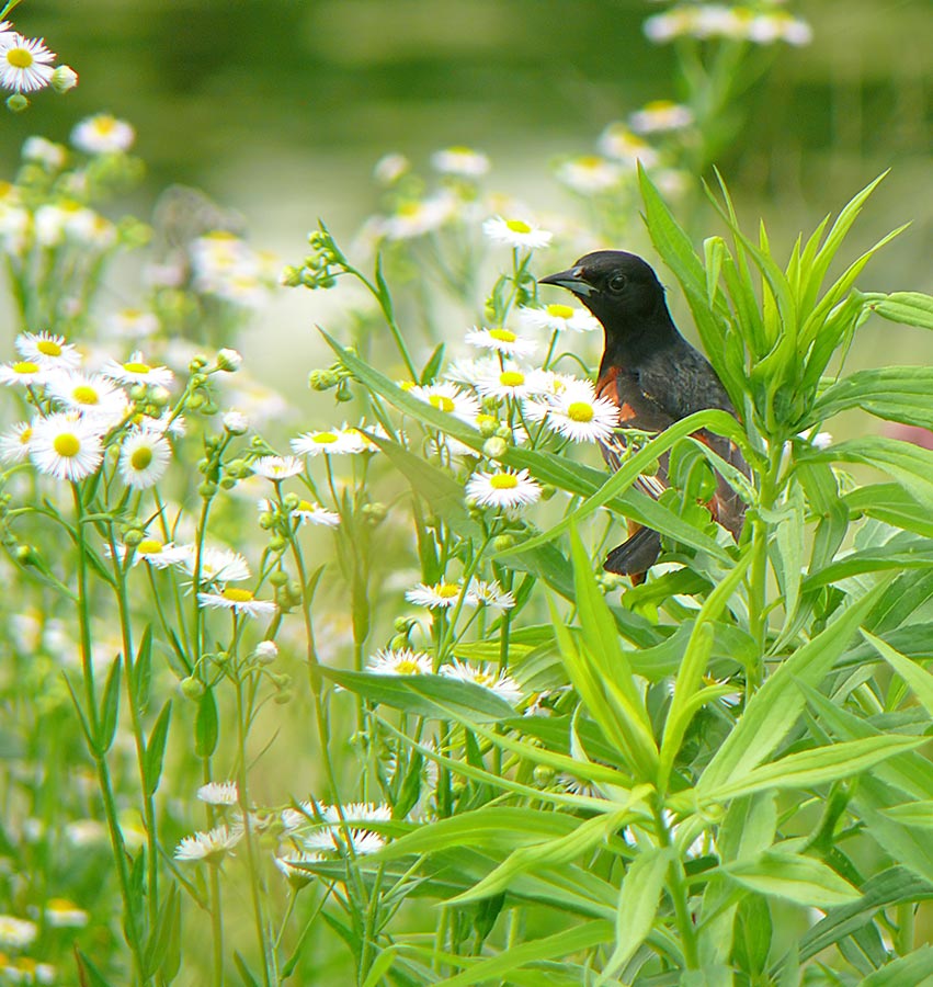bird1