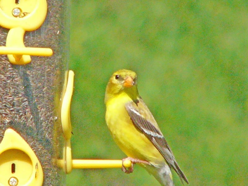 bird3