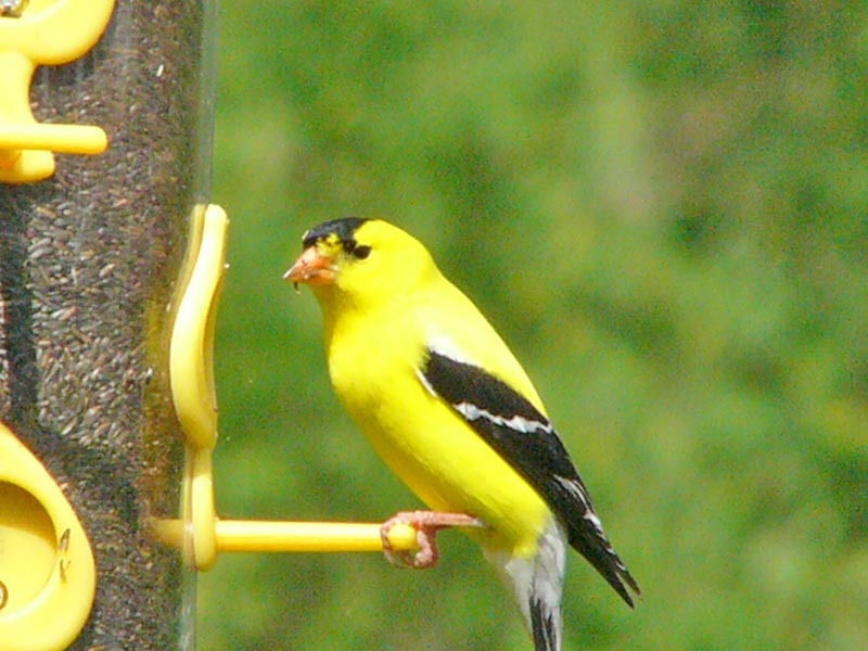 bird4