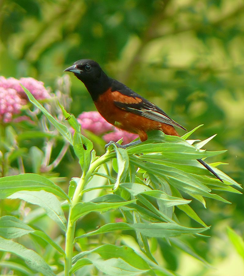 Orchard Oriole