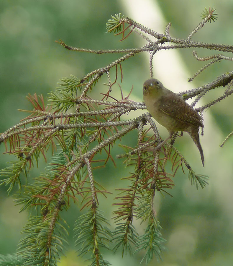 Some sort of bird