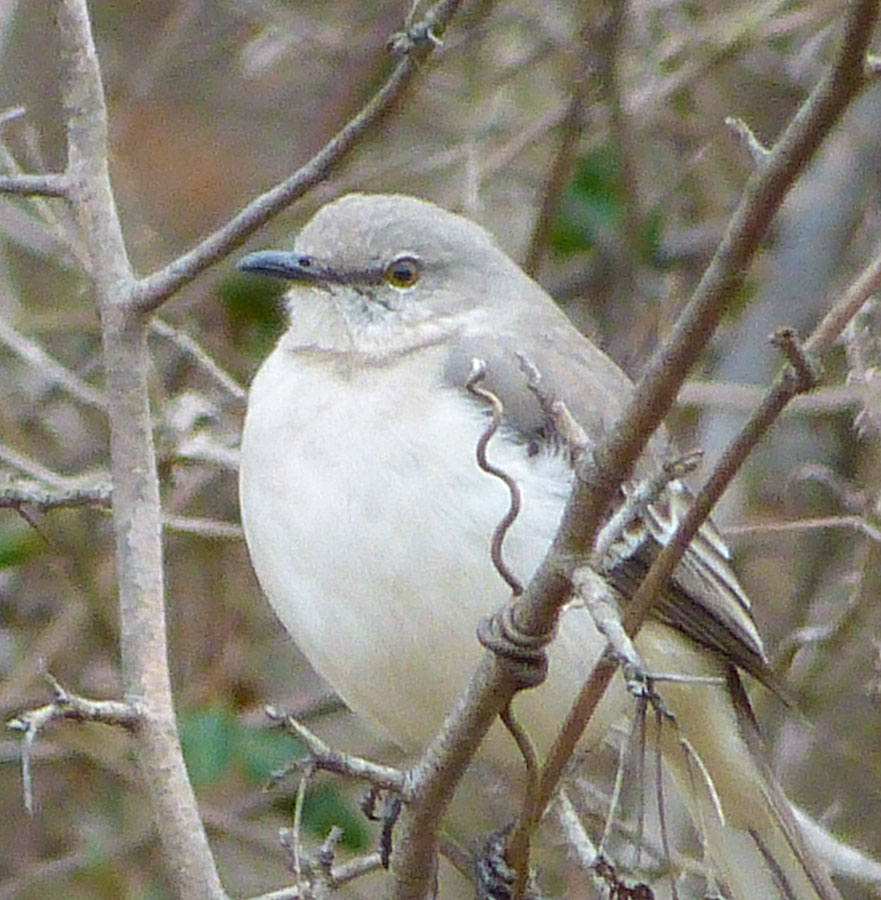 Unknown Bird