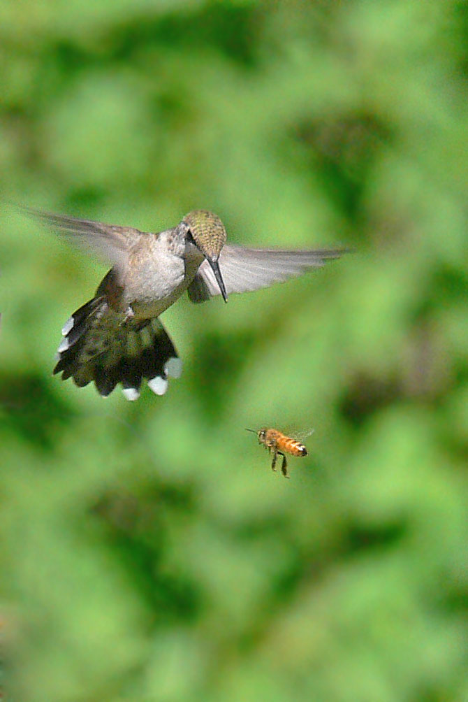 Bird vs. Bee
